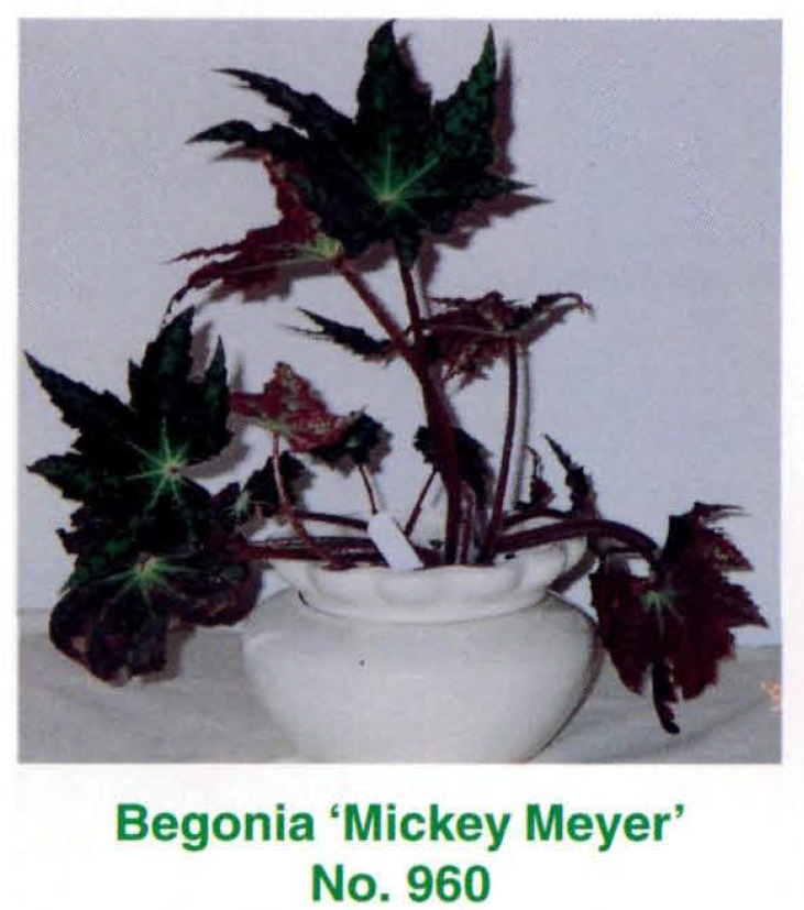 B. ‘Mickey Meyer’
